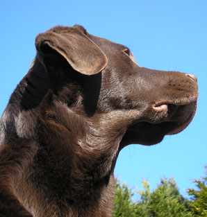 Jantar the chocolate Labrador